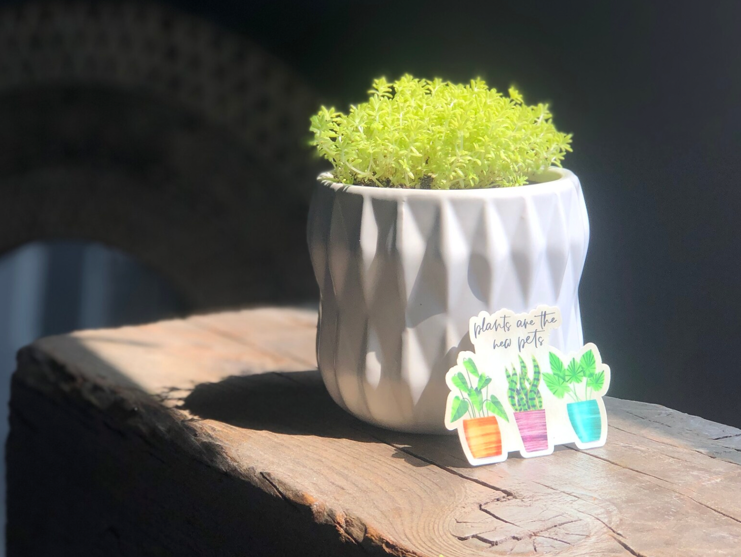 pets plants and pots Plants Are The New Pets Sticker