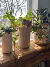 Load image into Gallery viewer, Self Care Plant & Flower Stakes