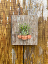 Load image into Gallery viewer, Handmade Barnwood Air Plant Holder
