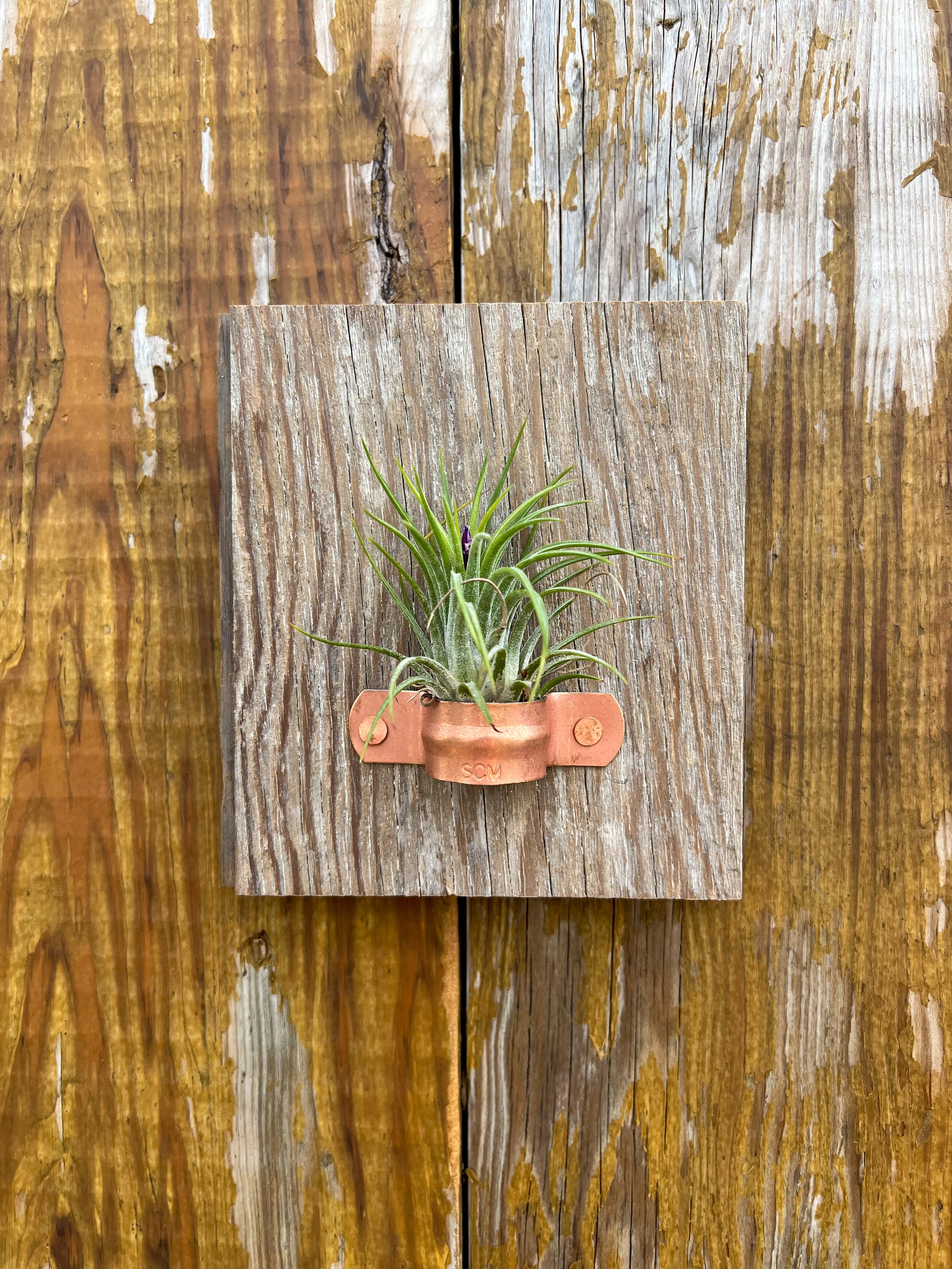 Handmade Barnwood Air Plant Holder – Sugar Valley Collective